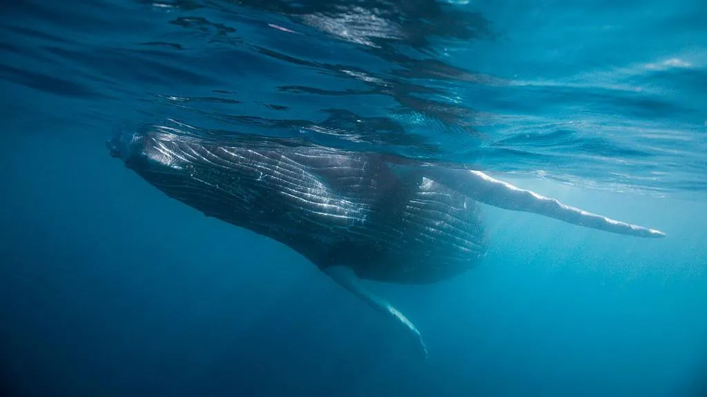 Scientists Find Prehistoric Whale Graveyard Teeming with New Life Forms