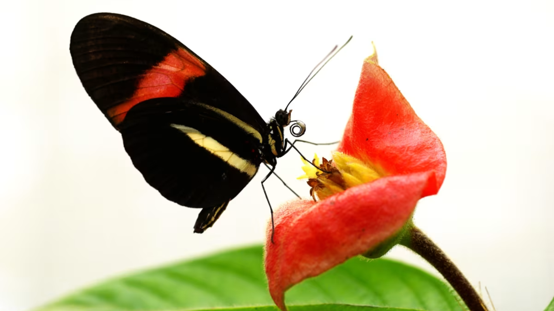 Scientists unlock secrets of butterfly longevity in tropical Heliconius genus