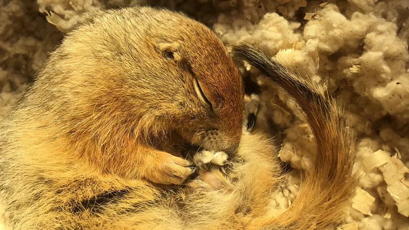 Arctic ground squirrel's icy hibernation offers clues for human stroke and heart attack treatment