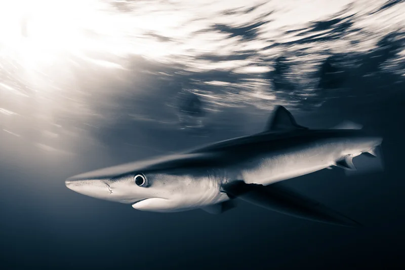 Sharks' extraordinary secrets revealed: from jazz appreciation to mathematical minds