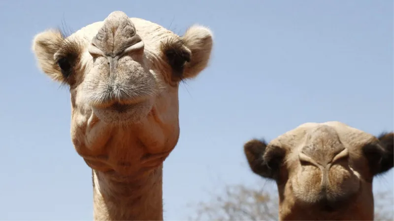 Rising temperatures take toll on Africa's camels as heatwaves intensify