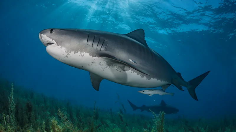 Sharks with a taste for armour and antelopes also clear seas of carrion