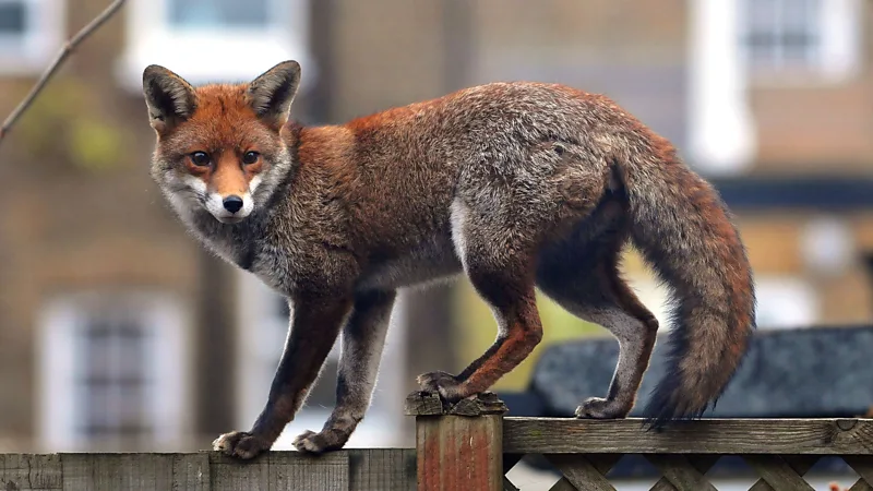 Urban life drives rapid evolution as animals adapt at super-speed to survive