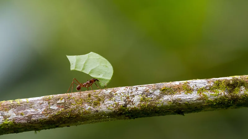 Why ants, bees and locusts may hold the key to wiser choices