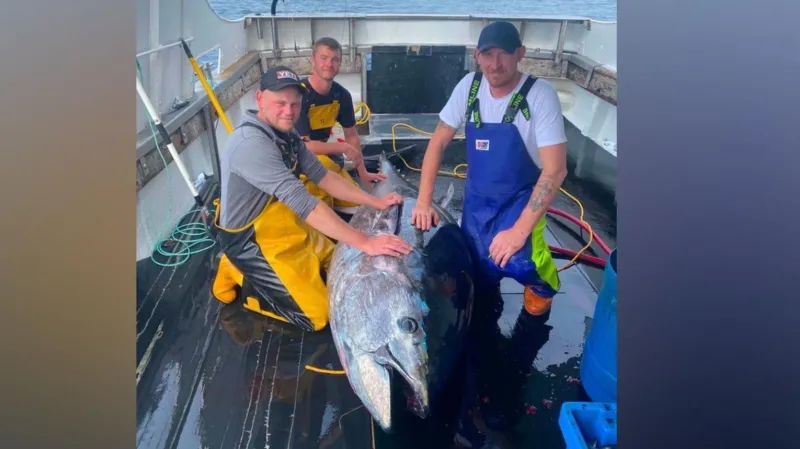 Giant tuna returns to North Sea after six-decade absence