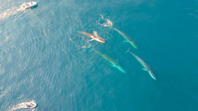 Giant whales flock to Greenland as melting ice opens new seas