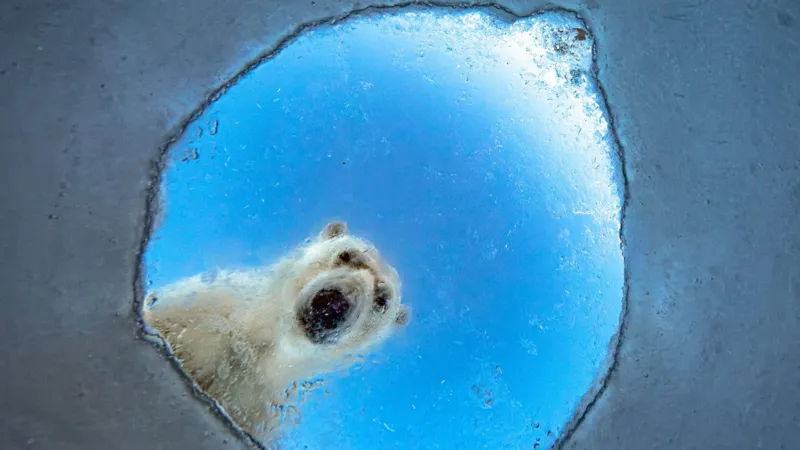 Extraordinary Visions of Nature: The Best Images from Wildlife Photographer of the Year 2026