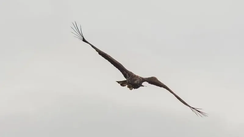 Kinky the eagle soars again three years after near-fatal fall