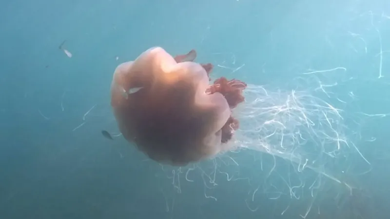 Free diver films giant lion's mane jellyfish off Pembrokeshire coast