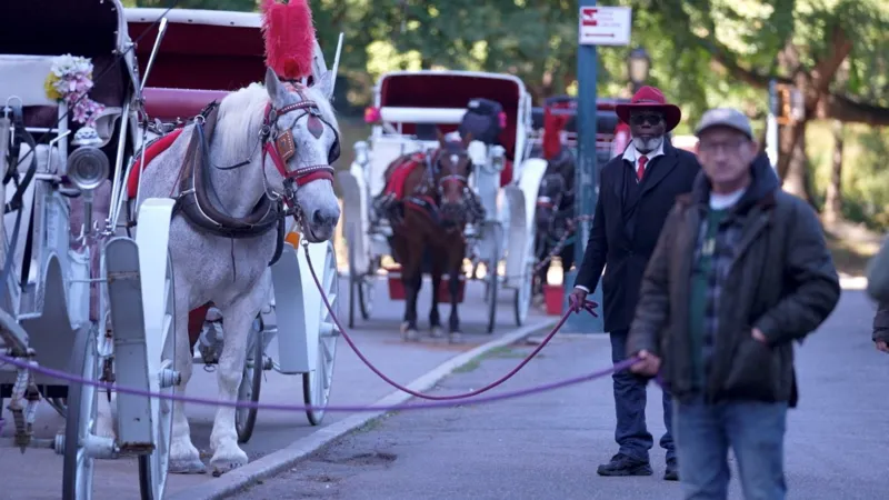 New York votes to outlaw horse-drawn carriages as drivers warn of lost livelihoods
