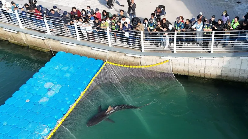 Famed dusky shark keeps returning to Busan waterway, baffling rescuers