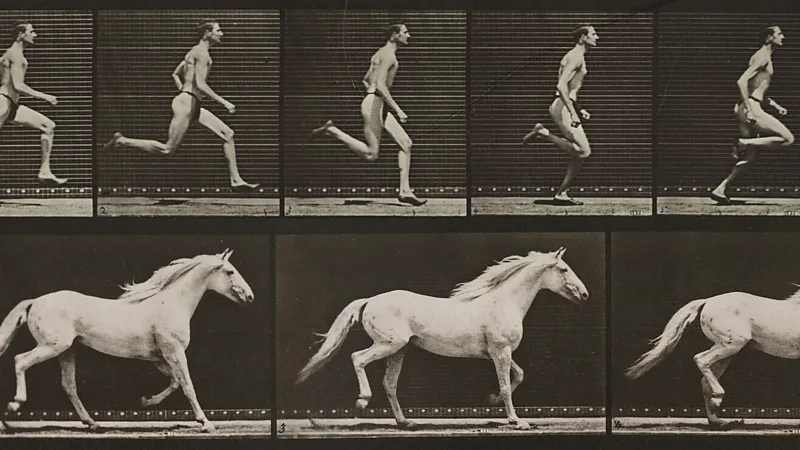 From elephants to squirrels: which animals would win a foot race?